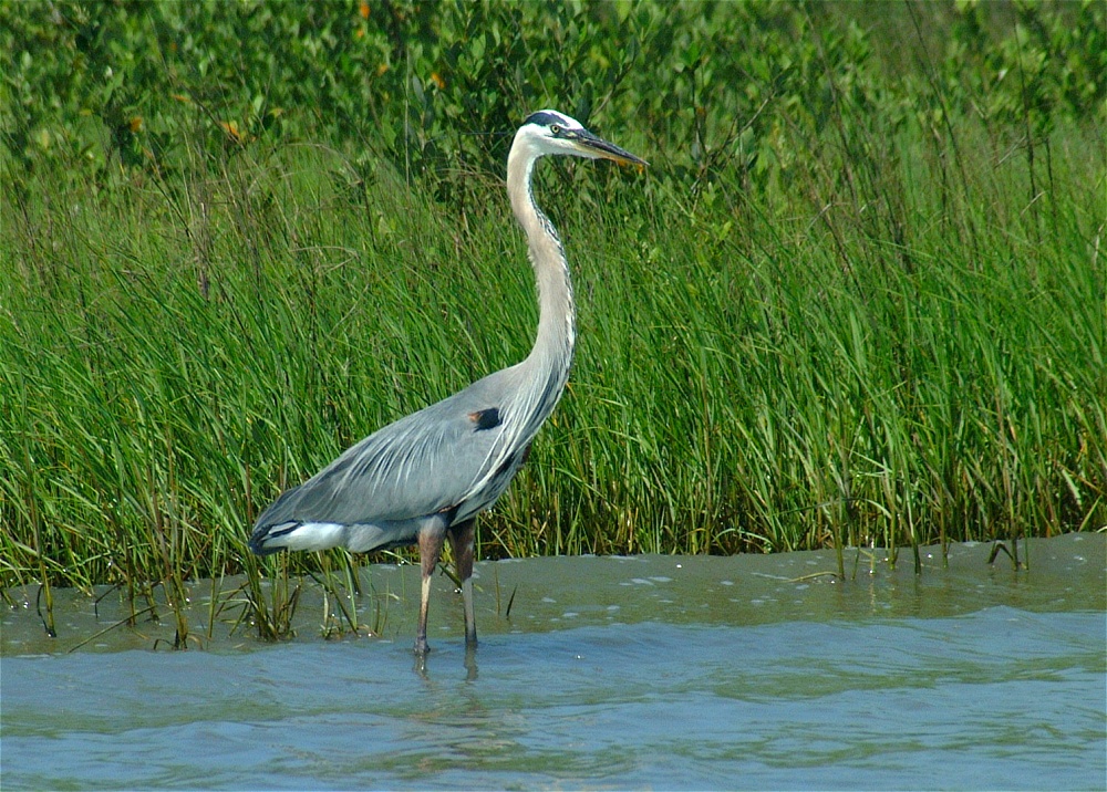 (14) Dscf3348 (great blue heron).jpg   (1000x716)   399 Kb                                    Click to display next picture
